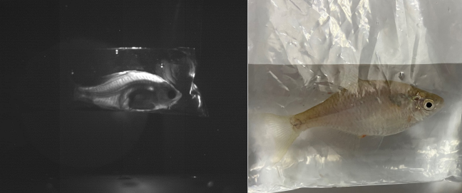 图 | （a）利用有机红外光源 OLEDs 穿透小鱼所拍摄的红外影像；（b）该小鱼的可见光照片。（来源：