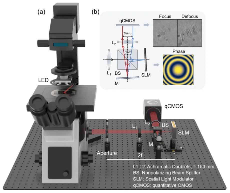 光学衍射断层扫描_laser_新型高速高分辨率三维无标记显微镜技术