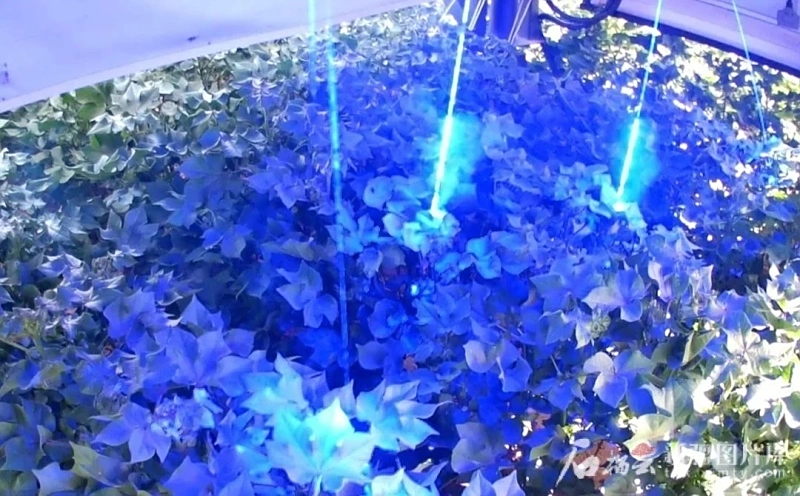 全球首款棉花激光打顶机器人_新疆棉花激光打顶技术_laser