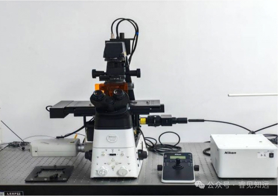 laser_laser是什么意思_laser男团
