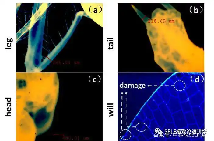 laser_激光剑命名由来_激光剑与激光武器区别
